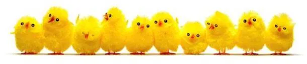 chicks-img