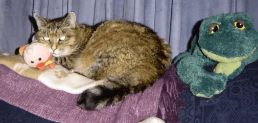 Clare’s Clutter Clearing Story-img Clare’s Clutter Clearing Story