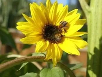 Sunflower with bees summer