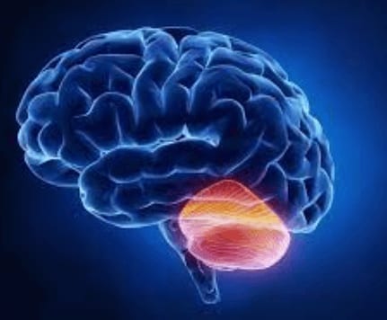 Cerebellum
